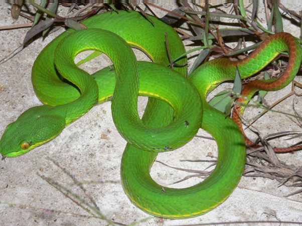 Mơ thấy rắn đuổi là rắn lục liệu có phải điềm xấu hay không?