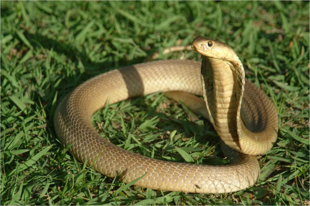 Biểu tượng của rắn trong văn hóa dân tộc